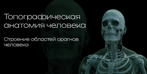 Anatomy atlas category preview